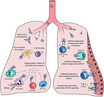 Fc-Mediated Antibody Effector Functions During <mark class="highlighted">Respiratory Syncytial Virus Infection</mark> and Disease